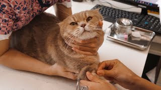 Iz got complimented by vet for being good at getting injection 🙀 Cat health examination 👩‍⚕️