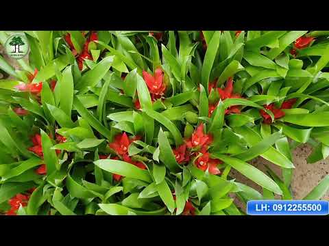 Video Cây Dứa Nến Cảnh Đỏ - Vàng Mang Đến Tài Lộc Và May Mắn... - youtube