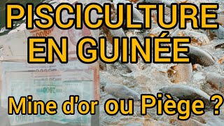 Rentable ou Piège ? Démarrer la pisciculture en Guinée en 2026 (Le guide Complet)