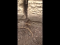Termite Activity