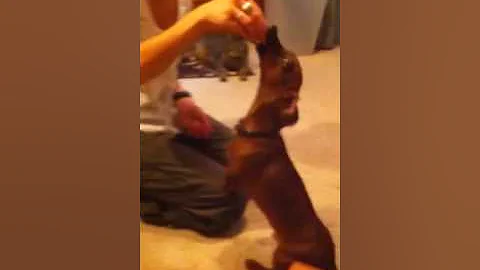 Dachshund eating sushi--Sits like a penguin last 1...