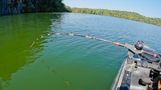 The Flatheads Keep Biting