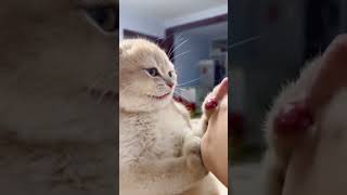 Pets funny videos 2022