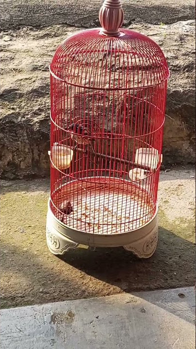 Burung CENDET NYA UDAH MULAI MAKAN PUR