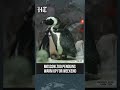 Playful Penguins Put On Energetic Pre-Weekend Show At Moscow Zoo | #shorts
