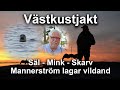 Västkustjakt - Säl, mink. skarv och Mannerström lagar vildand.