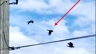 Wild Florida Parrots Don’t Get Bullied Chase Off Unwanted Guests  Not on this wire!