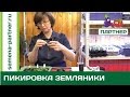 Пикировка земляники - самый правильный способ пикировки рассады!