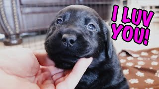 Labrador Puppies Give All Their Love!