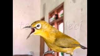 DOWNLOAD VIDIO SUARA BURUNG PLECI - DURASI PANJANG