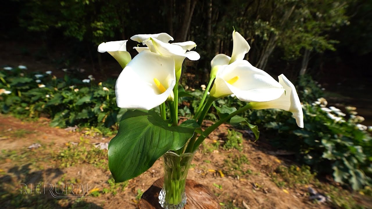 Produção de copo-de-leite exige cuidados para o bom desenvolvimento