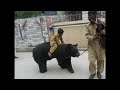 Bear fighting with little kid