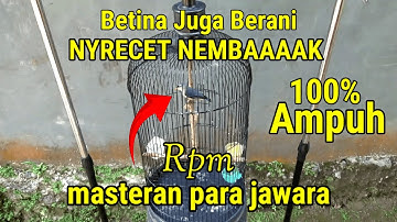 RAMBATAN PARUH MERAH GACOR | BIKIN PEJANTAN LANGSUNG RESPON 