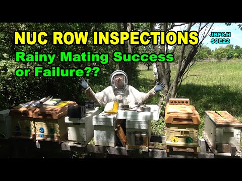 Grafted Queen Nuc Row Inspections S9E22 #beekeeping