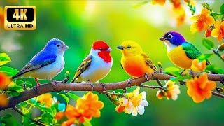 Forest Bird Sounds with Soft Piano | NO ADS | Relaxing Nature Music for Rest \& Recovery