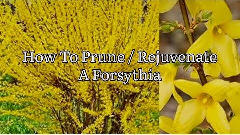How To Prune A Forsythia, How To Rejuvenate A Forsythia, Pruning Forsythia Shrubs