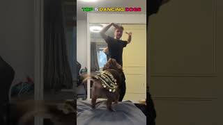 RANKING TOP 5 DANCING DOGS