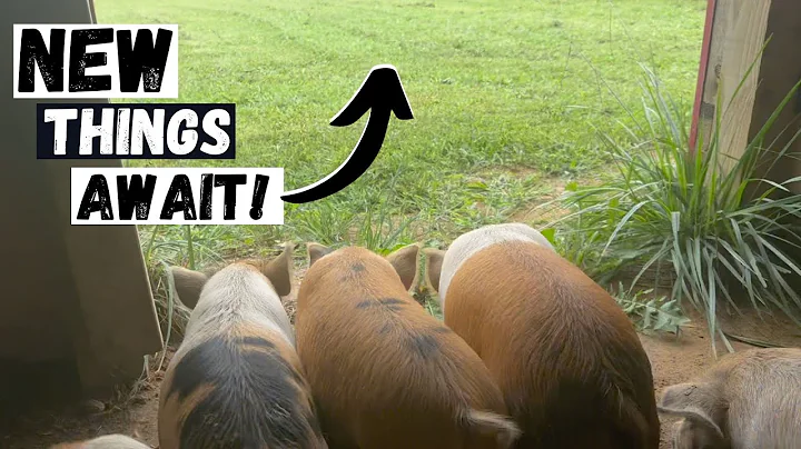 Kunekune Piglets Wormed And Weaned!