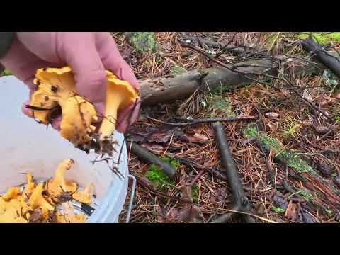 В ЛЕС ЗА ГРИБАМИ // ПОЛЯНЫ ЛИСИЧЕК