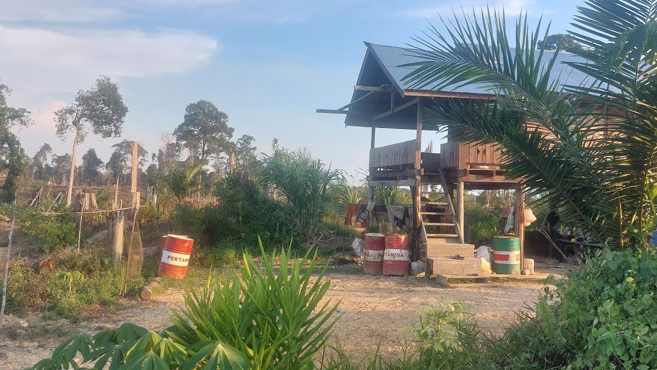 Kisah Sukses Kebun 15 hektar//Bermalam Dipondok Kebun