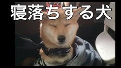 Shiba Inu Ringoro Youtube