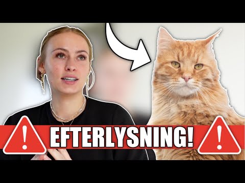 Video: Er min kat blevet forkølet?