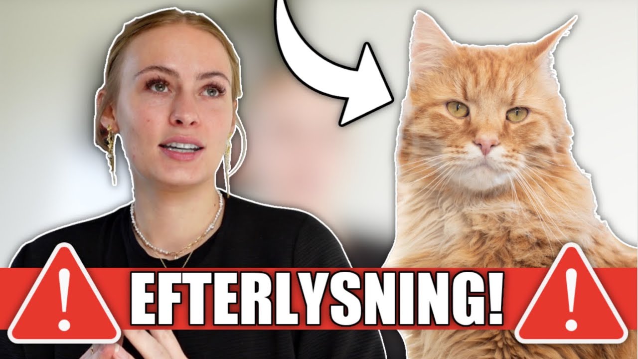 MIN KAT ER BLEVET FUNDET EFTER 5 UGER! *storytime*