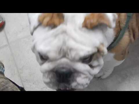 severe-elongated-soft-palate-in-english-bulldog-dr.-kraemer-@vet4bulldog.com