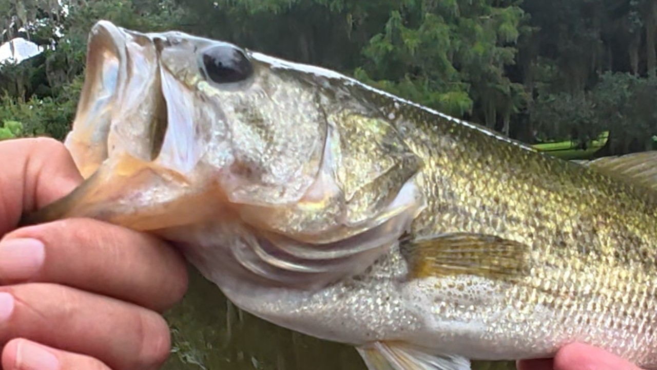 BFS Topwater Action (Whopper Plopper!) #bfsfishing #topwater #bankfishing #fishing #bassfishing