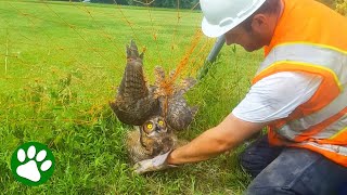 Beautiful Owl Stuck In Soccer Net