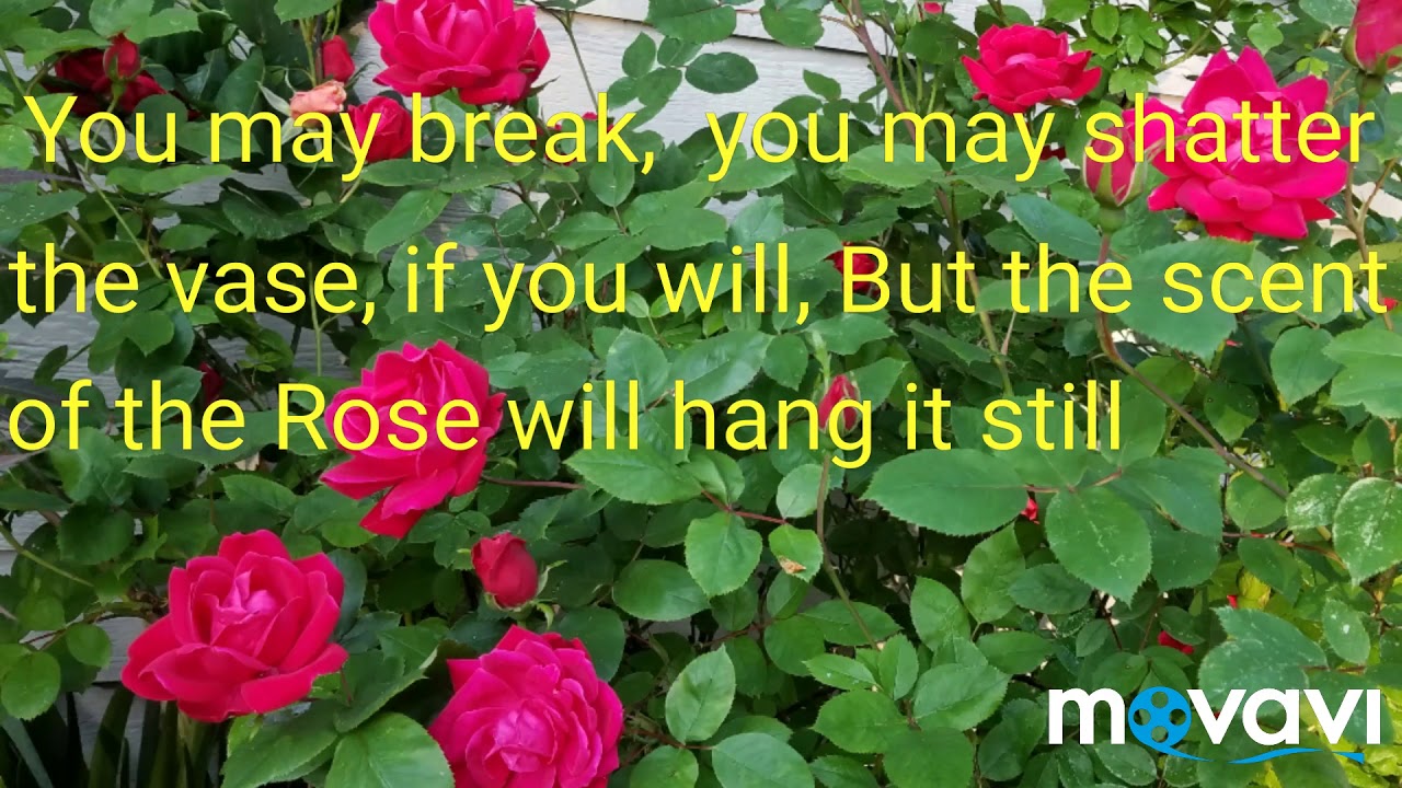 The Beautiful Roses in my Garden || Quotes about Roses