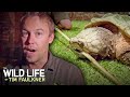 Alligator Snapping Turtle Can Break Bamboo With One Bite! | Full Episode | Wildlife Of Tim Faulkner