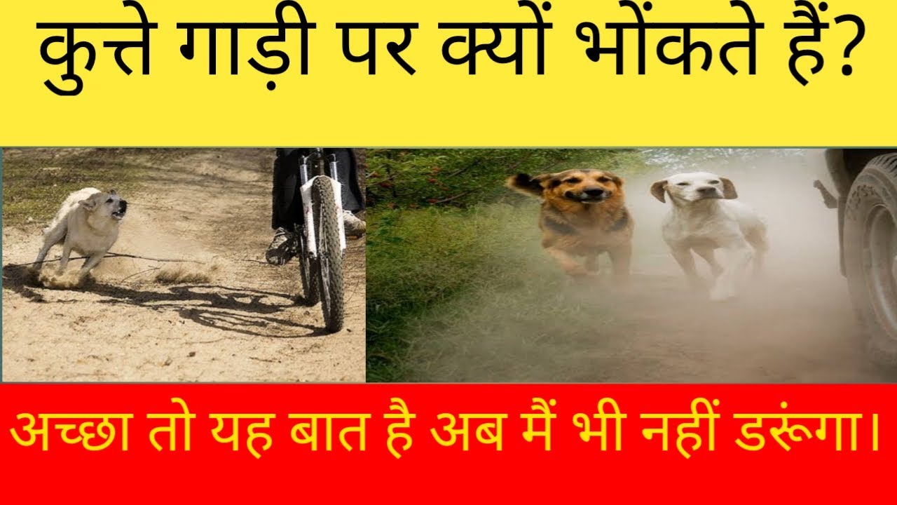 Why dog bark at bikedog barking at vehicleकुत्ते गाड़ी पर क्यों भोंकते हैं? YouTube