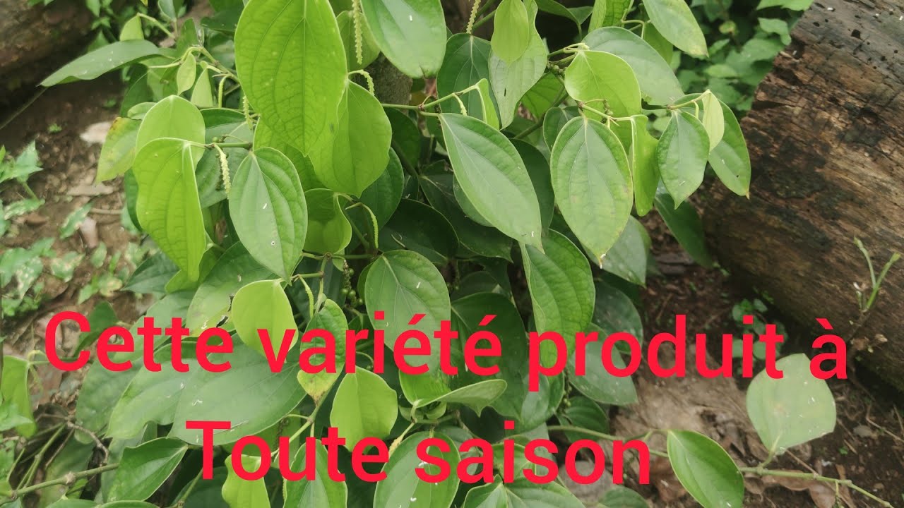 CETTE VARIÉTÉ PRODUIT A TOUTE SAISON