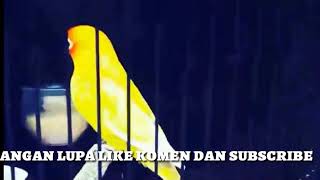 Download Lagu BurungBurung Lovebird Paud Pasti Ikut Ngekek Jika Mendengar Pancingan Suara Ini MP3