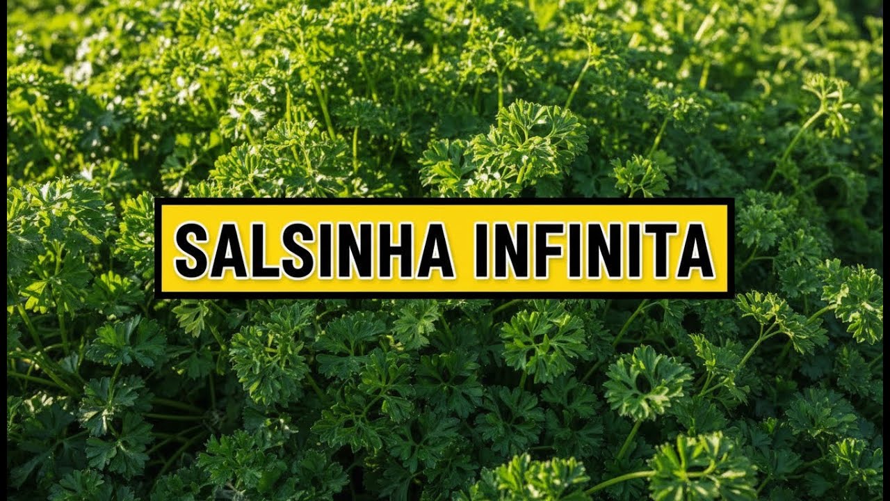 Salsinha INFINITA: O Segredo para Colher o Ano Inteiro no Mesmo Vaso!
