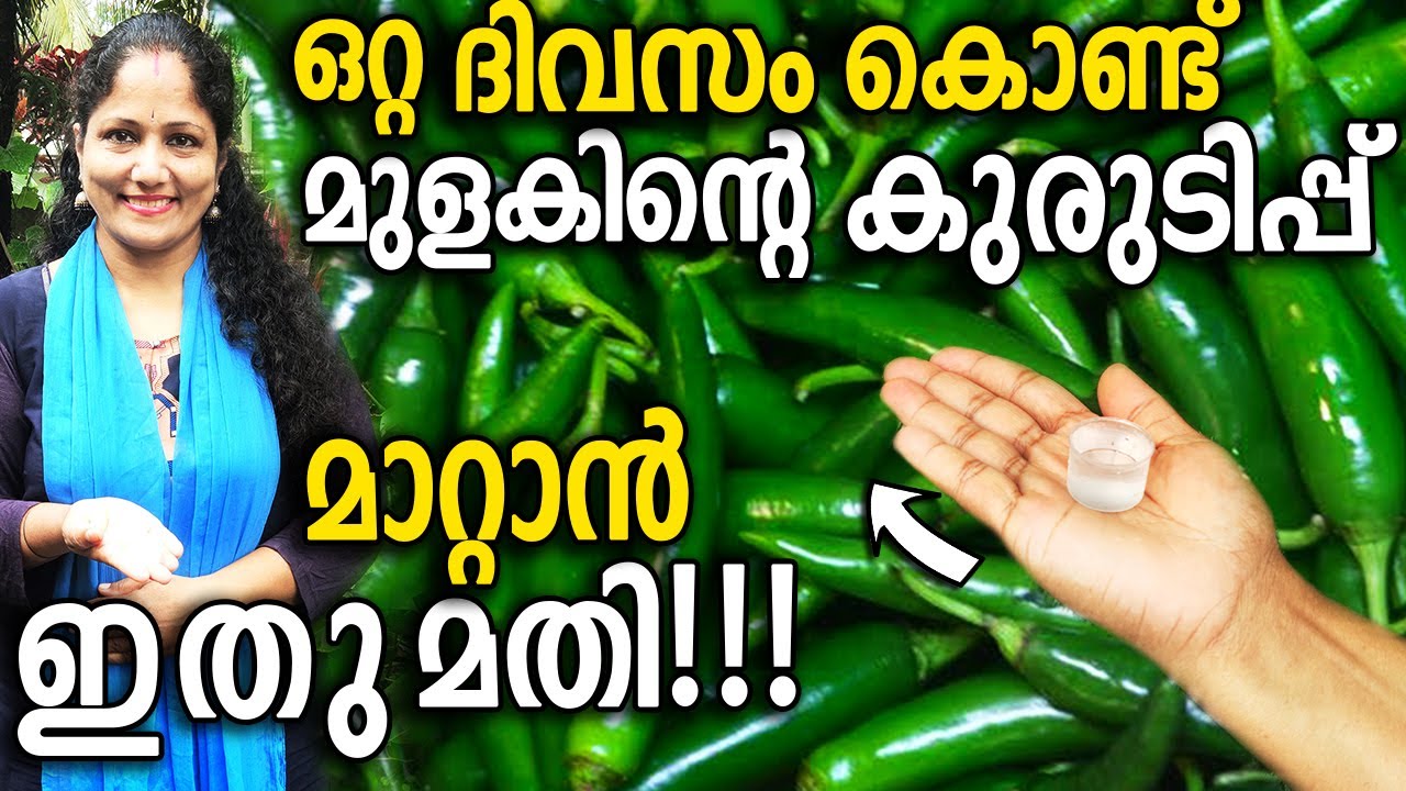 ഒറ്റ ദിവസം കൊണ്ട് മുളകിന്റെ കുരുടിപ്പ് മാറ്റാൻ ഇതു മതി!| LOW COST way to Get Rid of LeafCurl Chilli!
