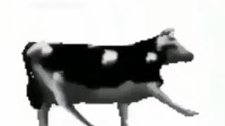 Counting stars dancing cow