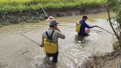 mùa lúa chín xiệt cá lóc cá trê vô mánh rồi.cặp đôi xiệt quá hay 