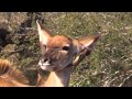 Oxpecker earrings in the Kruger