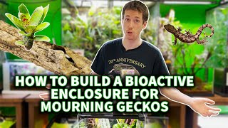 Building a Mourning Gecko enclosure with The Dude!