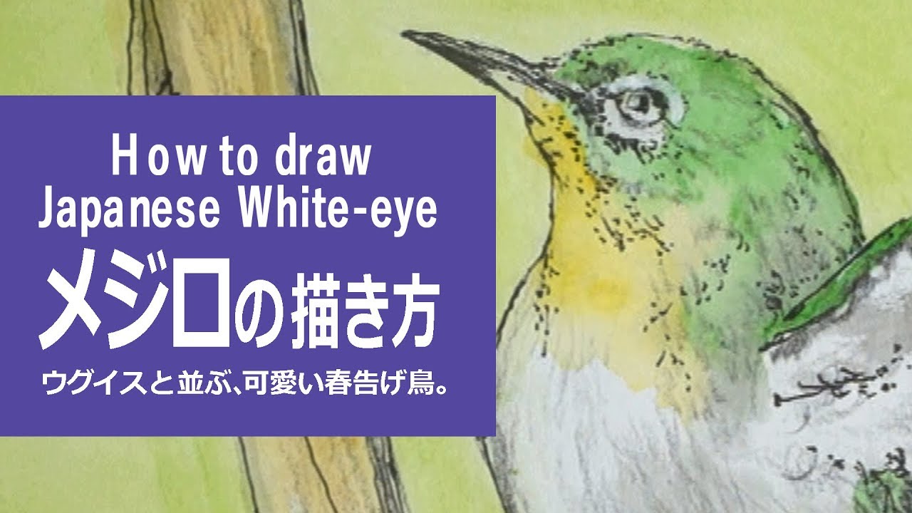 ペンと水彩絵の具とパステルのイラスト 描き方 絵の上達 メジロ How To Draw Japanese White Eye Youtube