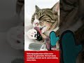 Fellwechsel bei Katzen #shorts