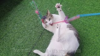 Why Playtime is Vital for Your Cat's Happiness and Well-being Learn your cats playtime is important by Cats Life PH 227 views 2 months ago 5 minutes, 7 seconds