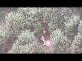 300 Yard Fallow Deer in New Zealand With a 6.5 Creedmore
