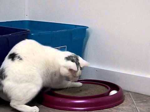 special needs animals for adoption near me mickey and the turbo scratcher