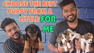 Choosing the Best Puppy From A Litter For You : Getting A New Puppy Full  Guideline : PETS PLAZA