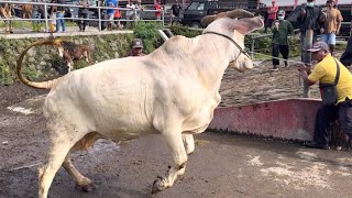 KUMPULAN SAPI RAKSASA UNIK NGAMUK TURUN DARI TRUK BIKIN PANIK ‼️🔥🔥🔥