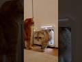#funny #cat #cute FurRealChaosg 😿🌧️