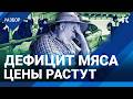 Власти обманом уничтожают коров. Цены на мясо растут. Дефицит говядины в России. Новости экономики